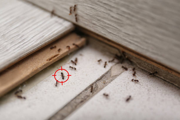 Best Pest Control for Restaurants  in Alum Rock, CA