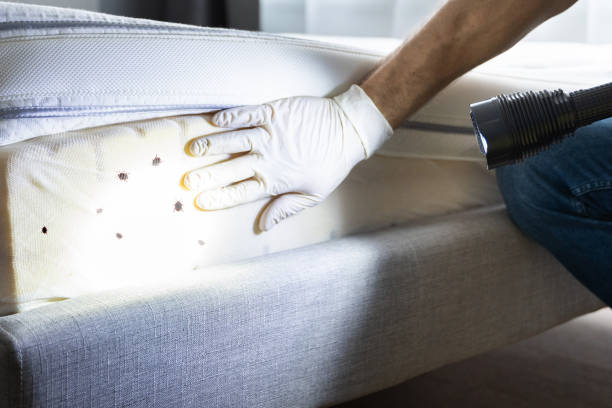 Best Bed Bug Extermination  in Alum Rock, CA
