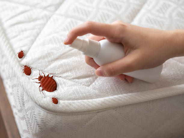 Best Local Pest Control Services  in Alum Rock, CA