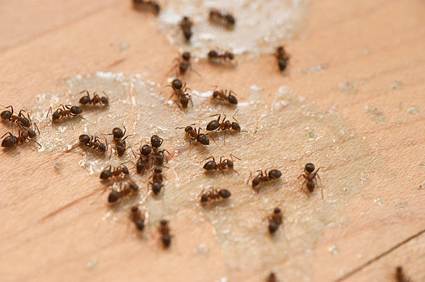 Best Bed Bug Extermination  in Alum Rock, CA