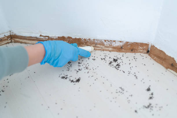 Best Pest Control for Restaurants  in Alum Rock, CA